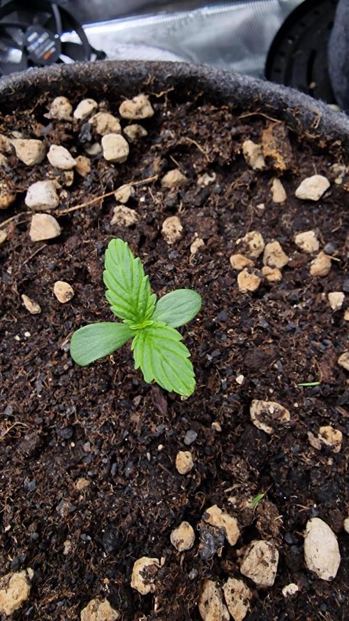 Stresskiller CBD 1:1 (autoflower). Week 1