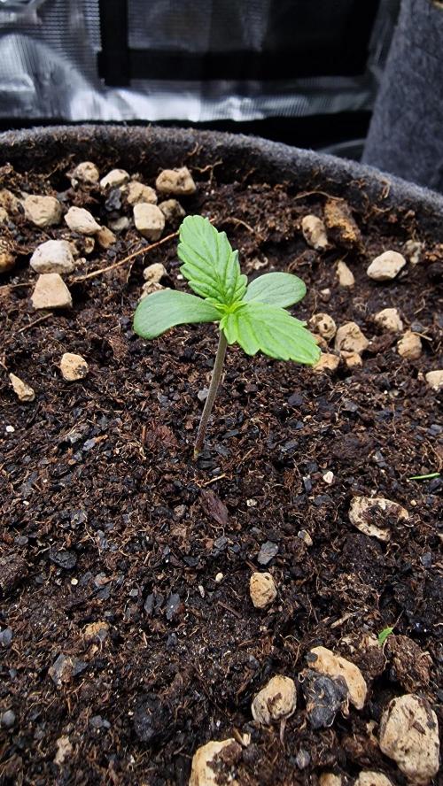 Stress Killer Automatic CBD. Week 1