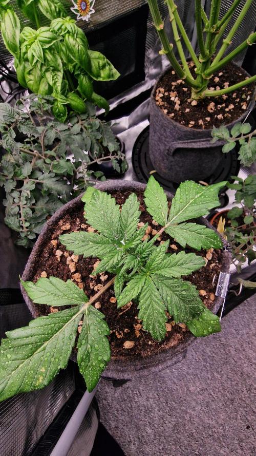 Stresskiller CBD 1:1 (autoflower). Week 3