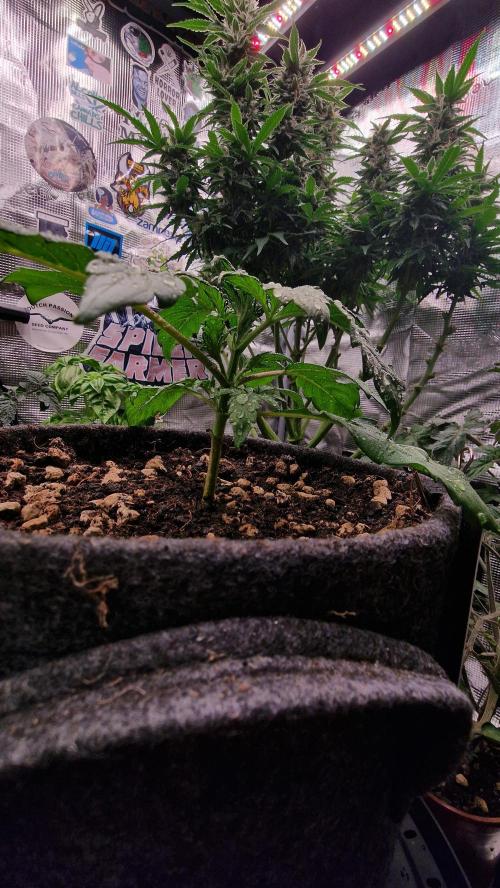 Stress Killer Automatic CBD. Week 3