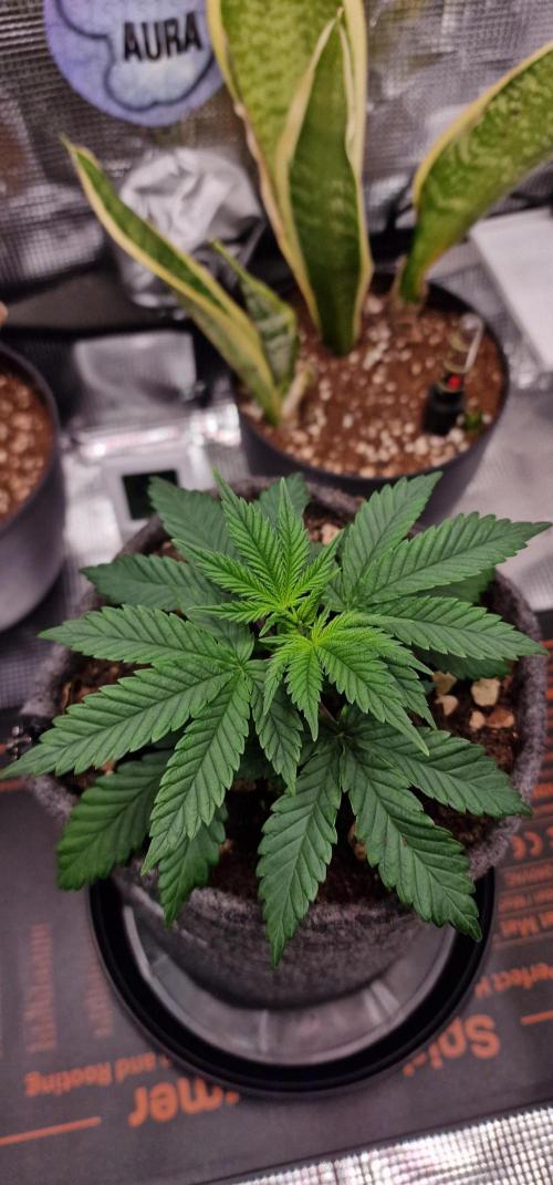 CBD-Mazar. Week 4