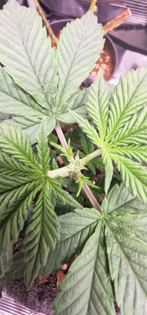 CBD-Mazar. Week 4