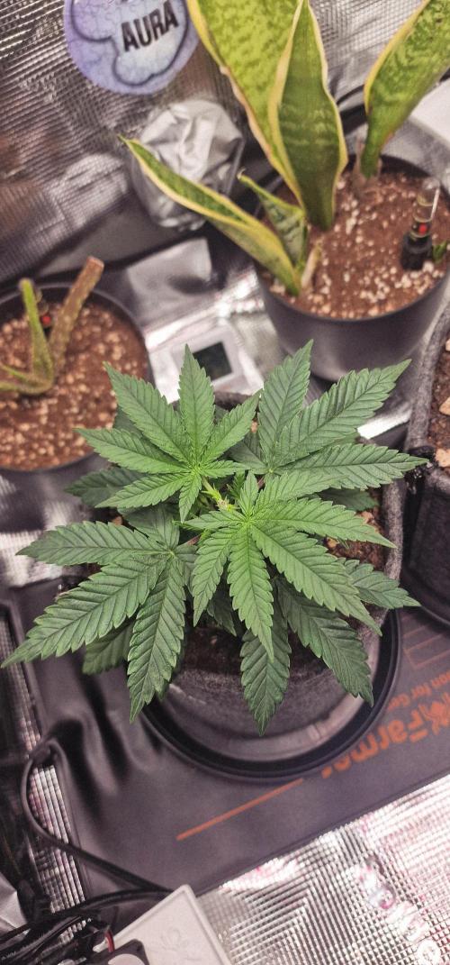 CBD Mazar. Week 4