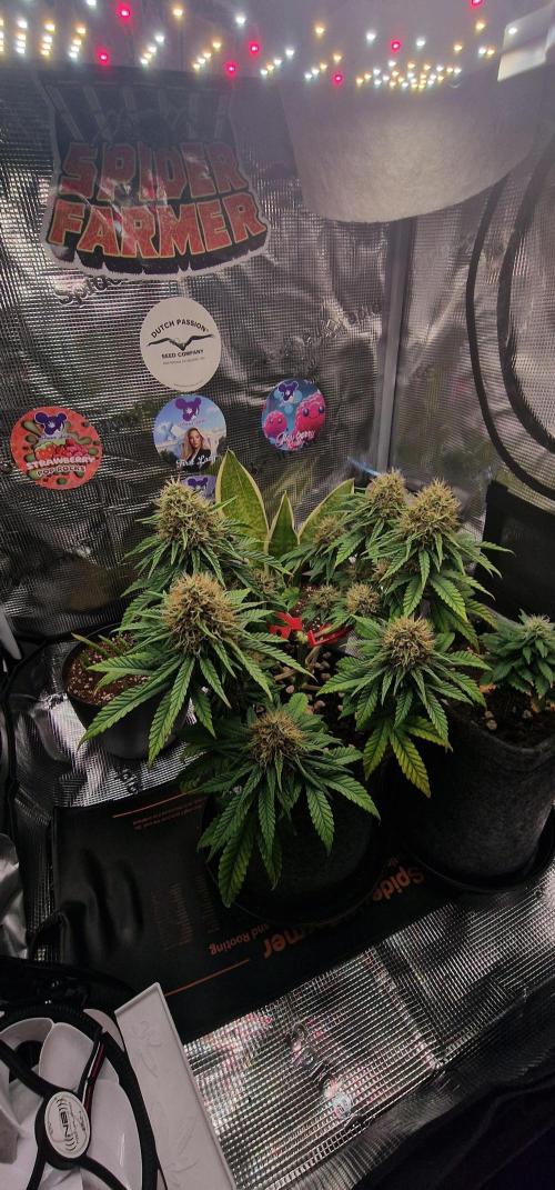 CBD-Mazar. Week 14