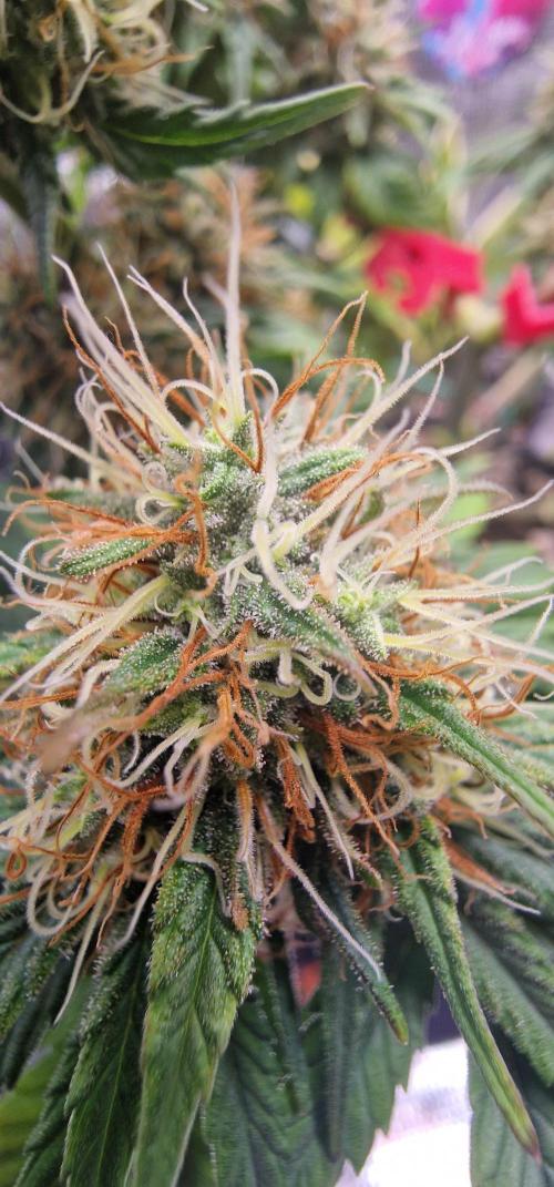 CBD-Mazar. Week 14
