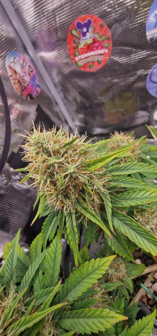 CBD Mazar. Week 14