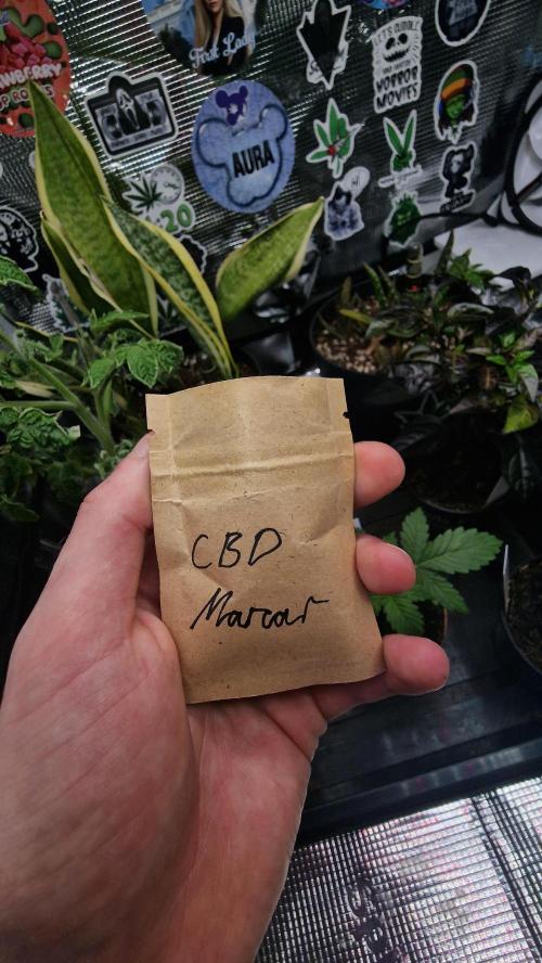 CBD Mazar. Week 15