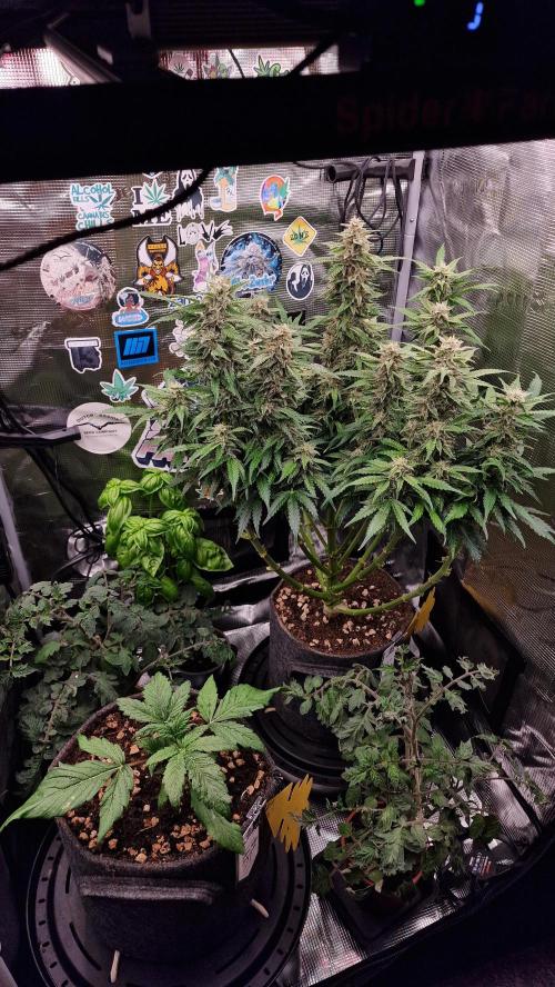 Stress Killer Automatic CBD. Week 3