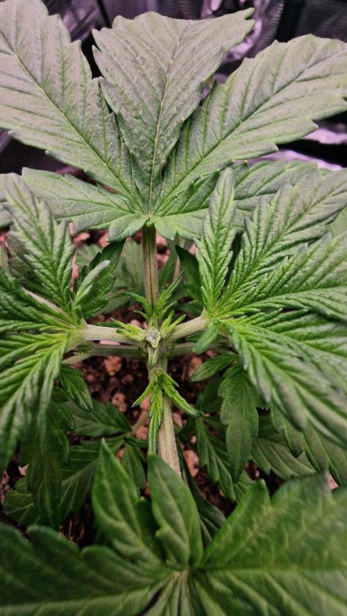Stress Killer Automatic CBD. Week 3