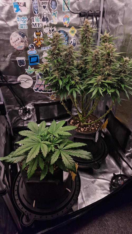 Stress Killer Automatic CBD. Week 3