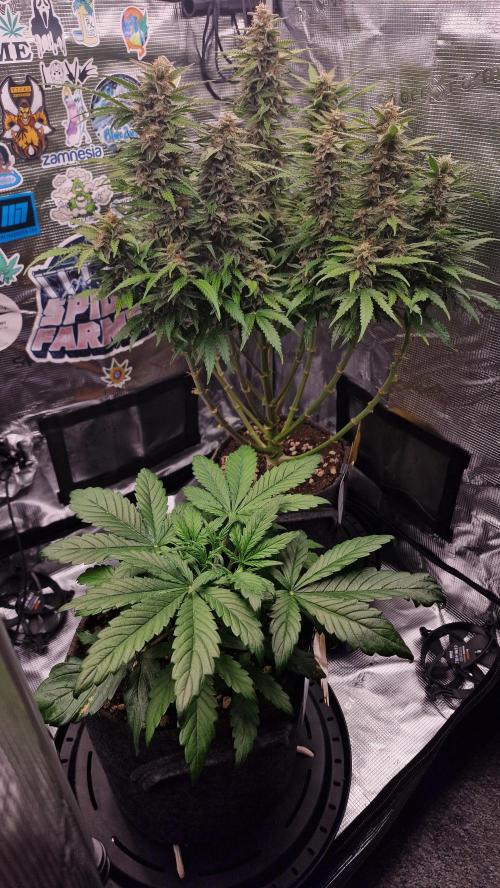 Stress Killer Automatic CBD. Week 3