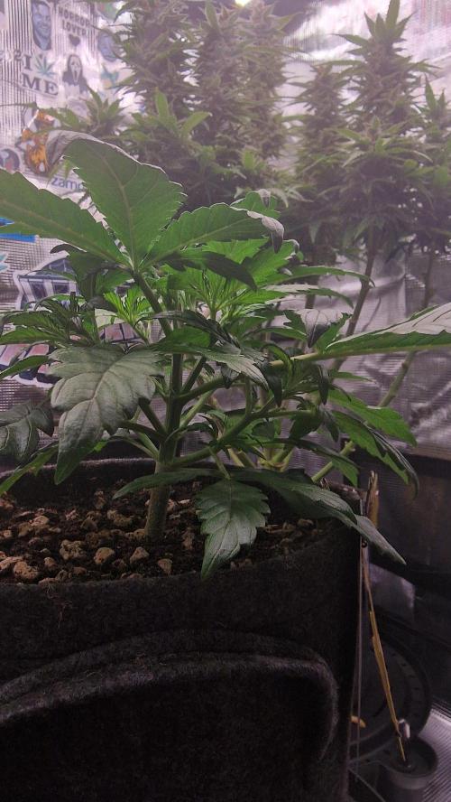 Stress Killer Automatic CBD. Week 3
