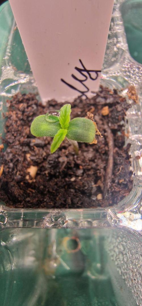 Auto Cinderella Jack. Week 0