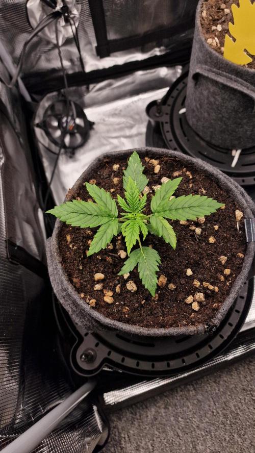 Auto Cinderella Jack. Week 5