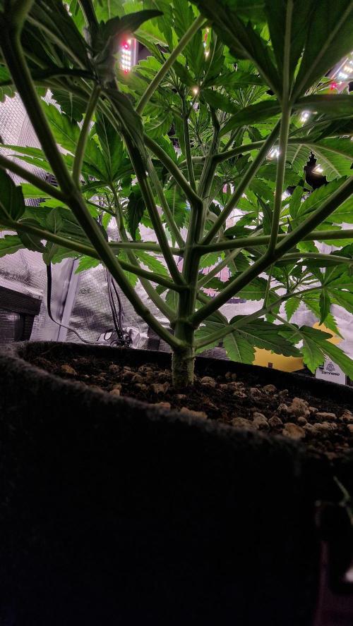 Auto Cinderella Jack. Week 5
