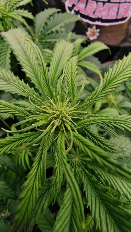 Auto Cinderella Jack. Week 7