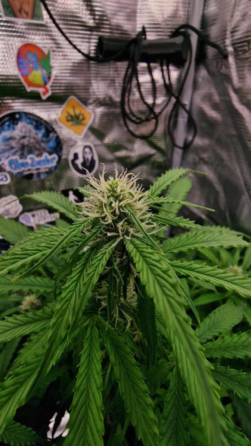 Auto Cinderella Jack. Week 9