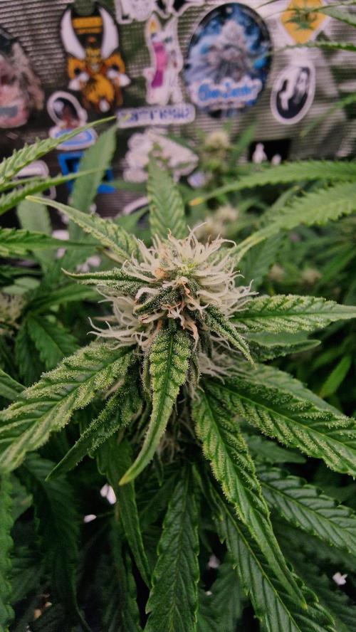 Auto Cinderella Jack. Week 11