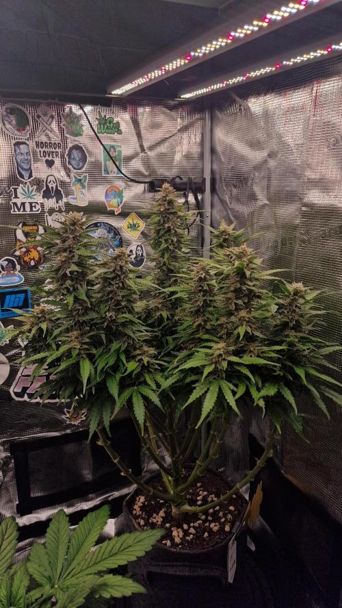 Auto Cinderella Jack. Week 14