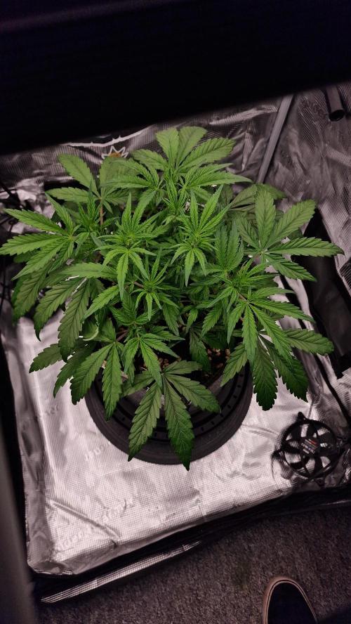 Stress Killer Automatic CBD. Week 6