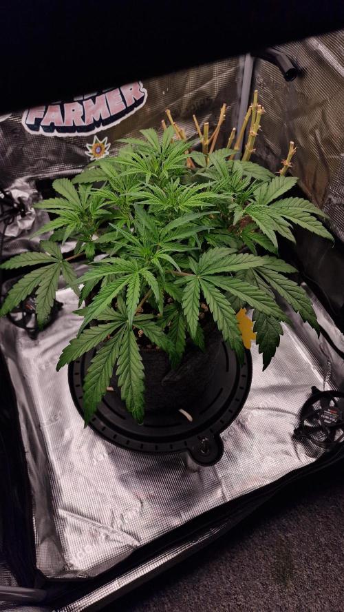 Stress Killer Automatic CBD. Week 6