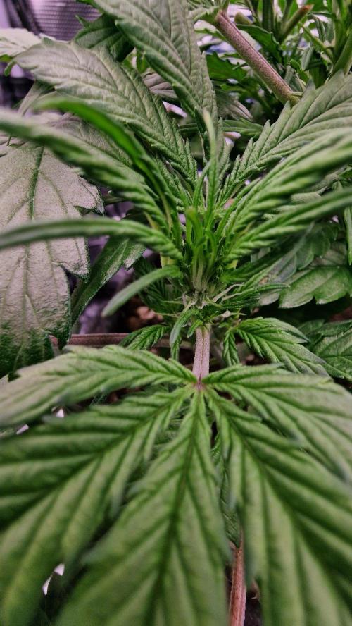 Stress Killer Automatic CBD. Week 6
