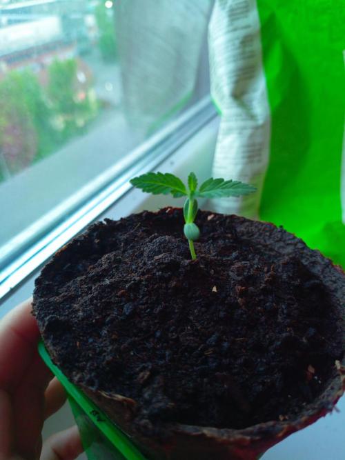 AK 47 Ultra outdoor. Week 1