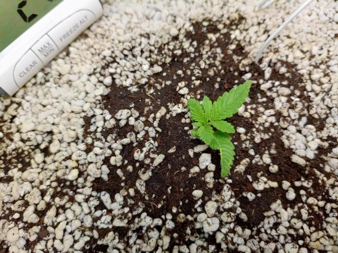Tropicana Cookies auto 🍪. Week 1