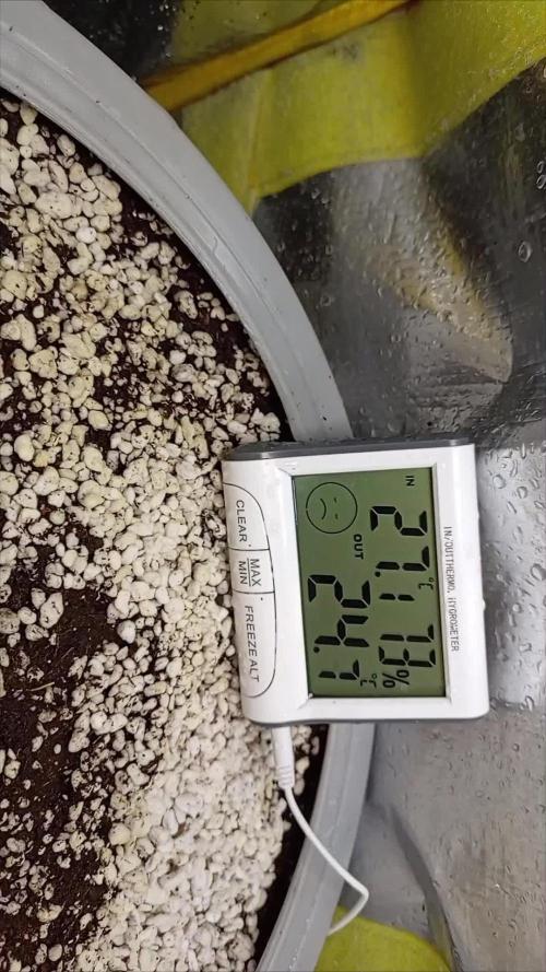 Tropicana Cookies auto 🍪