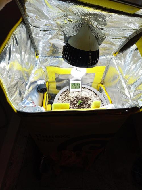 Tropicana Cookies auto 🍪. Week 2