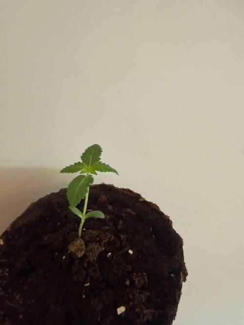 AK 47 Ultra outdoor. Week 2 - Конец 2 недели