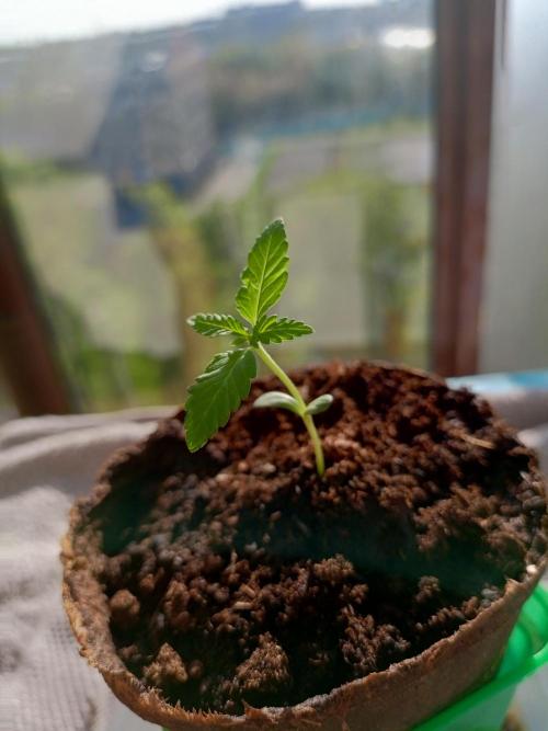 AK 47 Ultra outdoor. Week 2