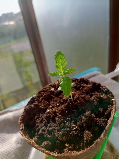 AK 47 Ultra outdoor. Week 2