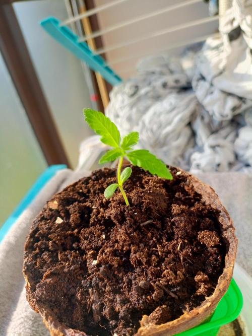 AK 47 Ultra outdoor. Week 2