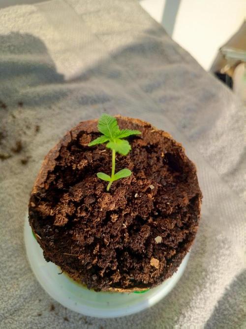 Ak 47 Ultra. Week 2