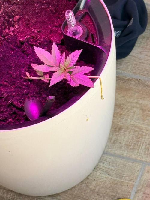 AK 47 Ultra outdoor. Week 3