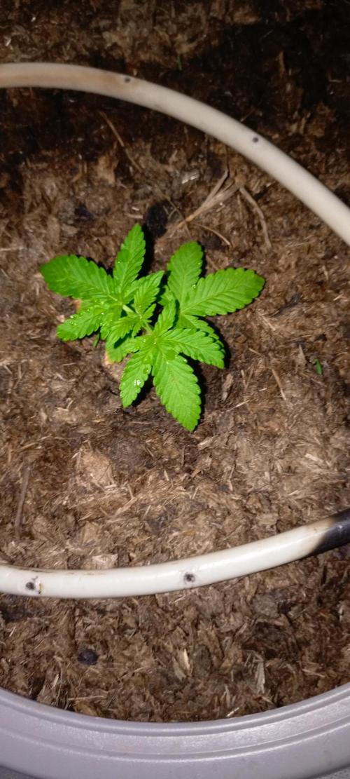 AK 47 Ultra outdoor. Week 3