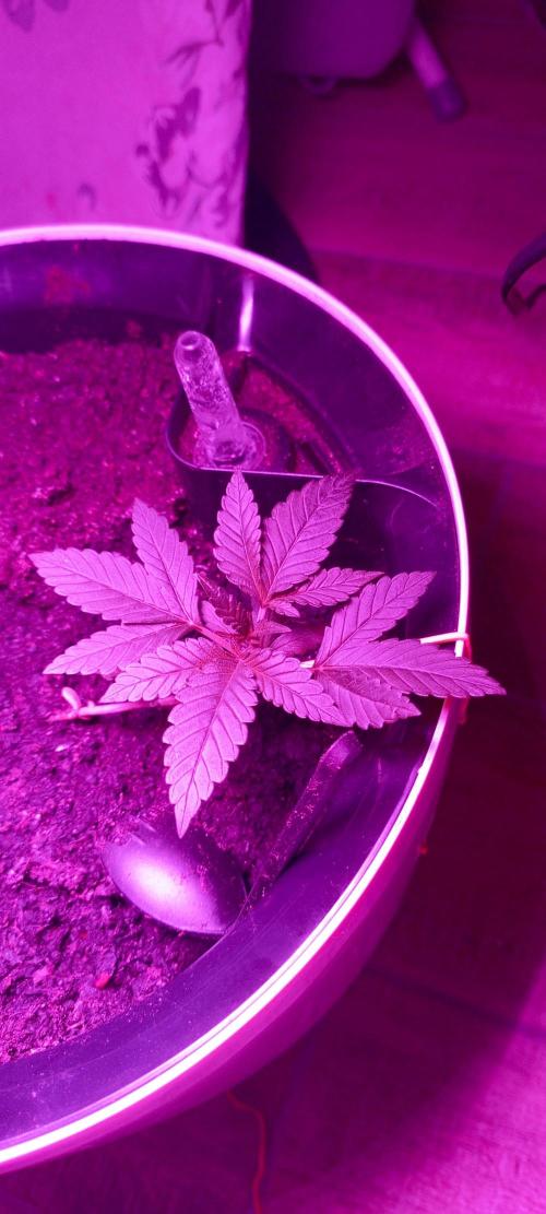 AK 47 Ultra outdoor. Week 3