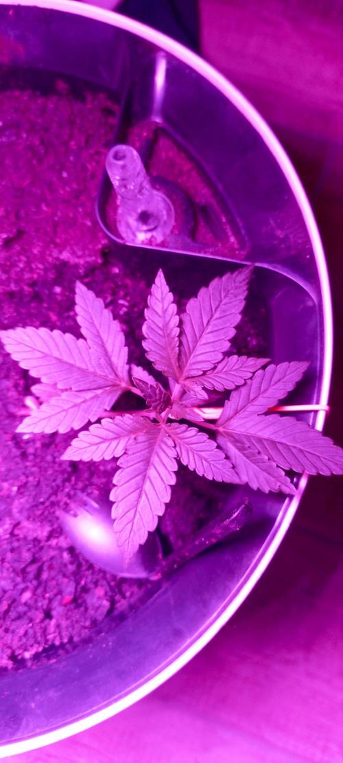 AK 47 Ultra outdoor. Week 3