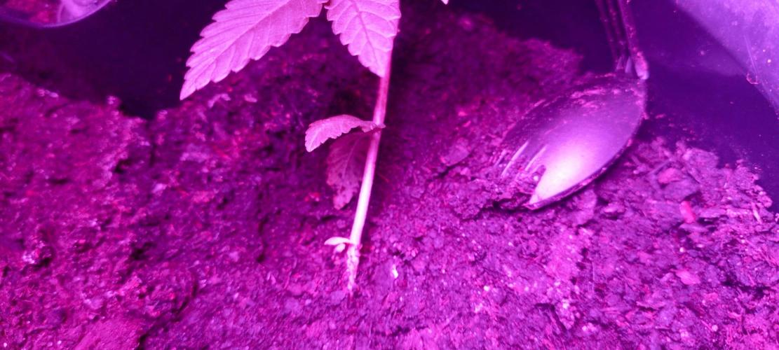 AK 47 Ultra outdoor. Week 3