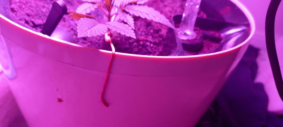 Ak 47 Ultra. Week 3