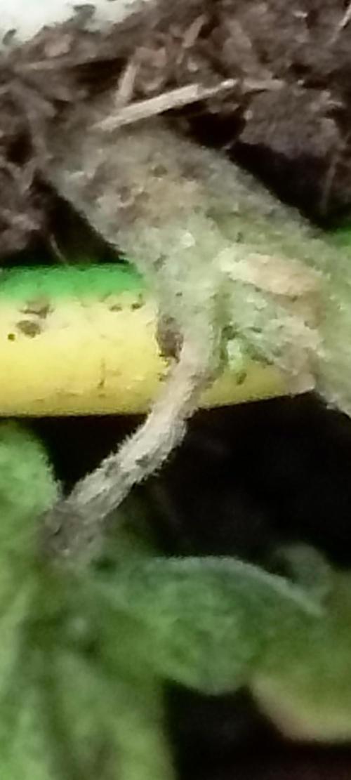 Tropicana Cookies auto 🍪. Week 3
