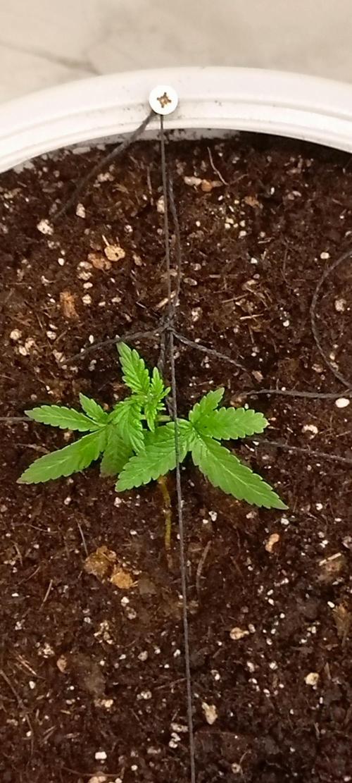Tropicana Cookies auto 🍪. Week 3