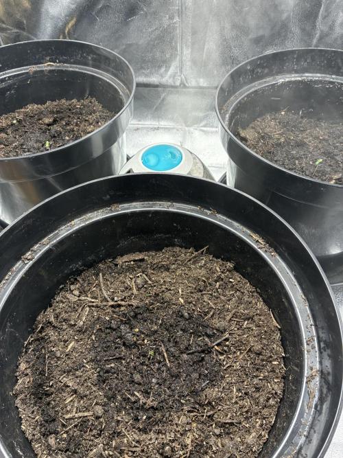 Blue Cheese. Week 0