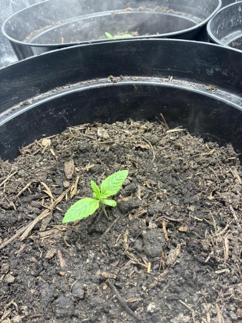 Blue Cheese. Week 1