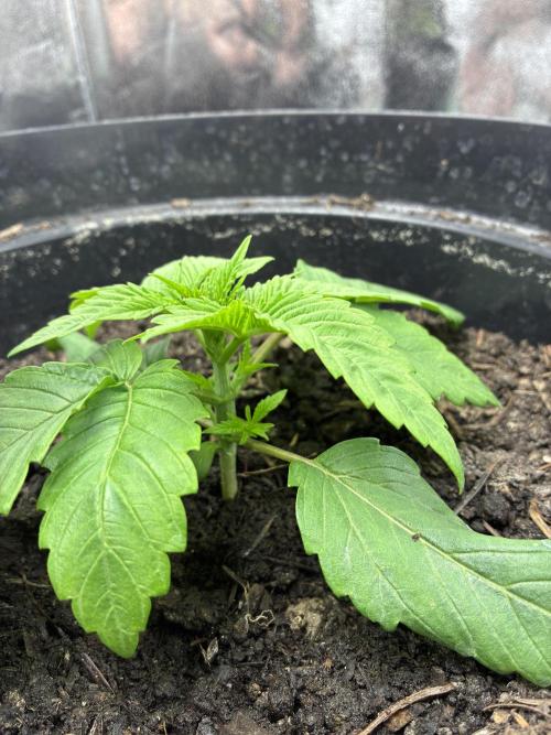 Blue Cheese. Week 2