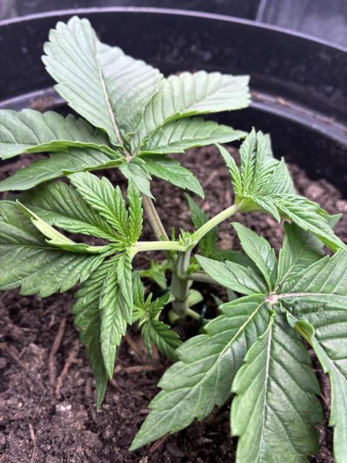 Blue Cheese. Week 2