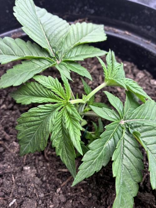 Blue Cheese. Week 2