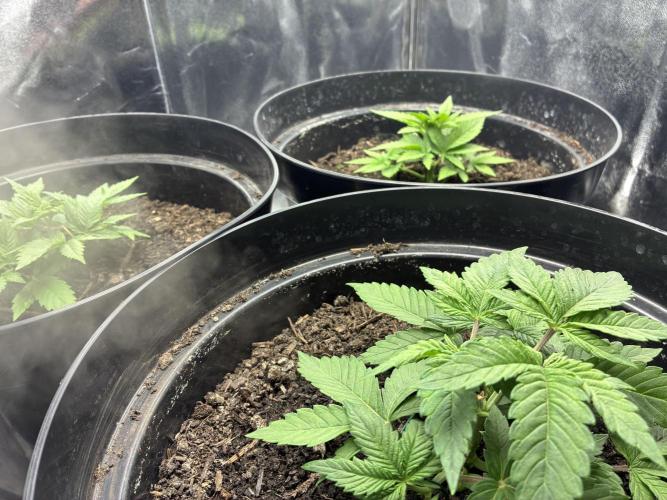 Blue Cheese. Week 3