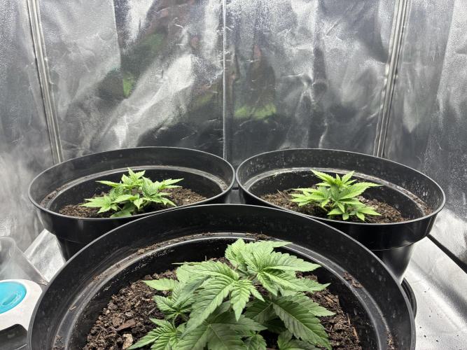 Blue Cheese. Week 3